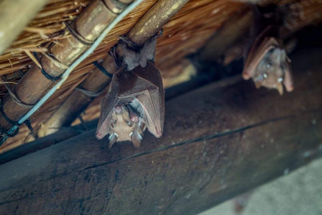 Bats-hanging