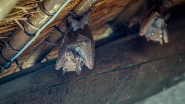 Bats-hanging