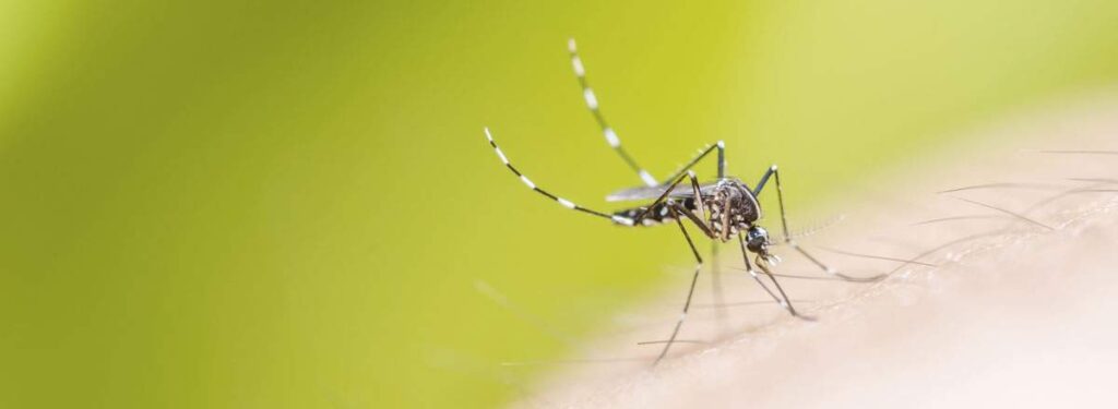 Mosquito