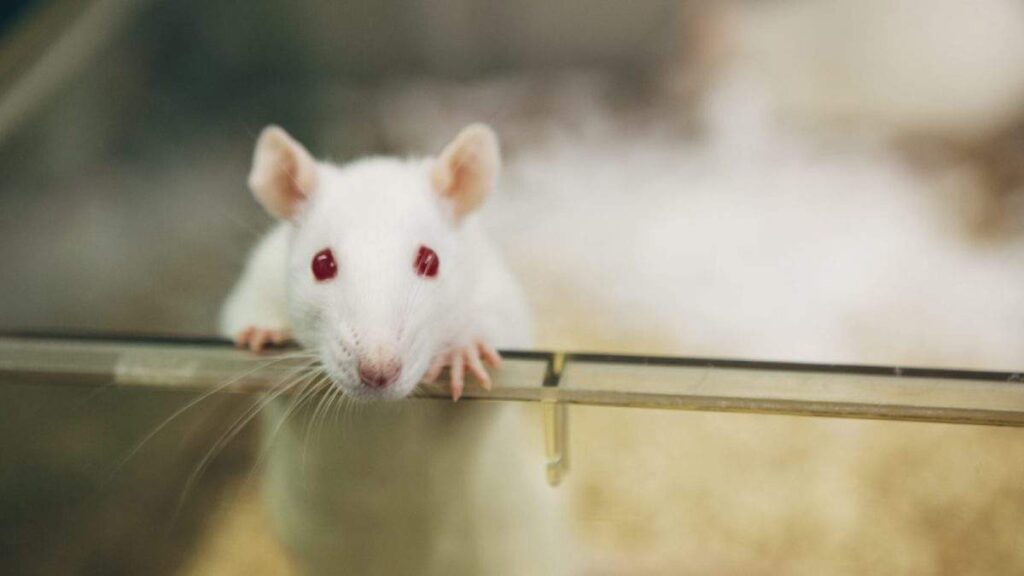 Rodent Removal