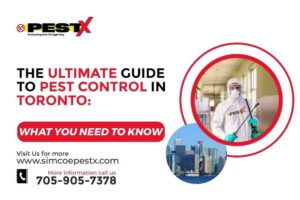 The Ultimate Guide to Pest Control in Toronto: What You Need to Know