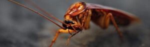 Cockroach