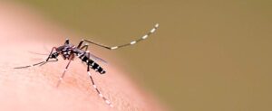 Get Rid of Mosquitoes