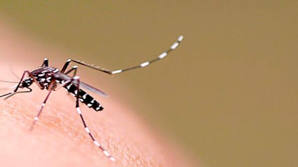 Get Rid of Mosquitoes
