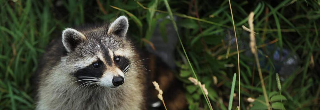 Get Rid of Raccoons in Your Attic in Barrie