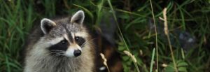 Get Rid of Raccoons in Your Attic in Barrie
