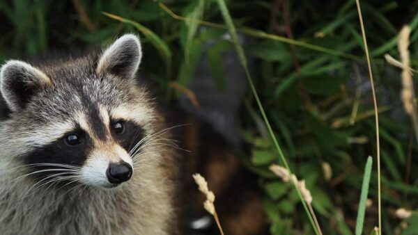 Get Rid of Raccoons in Your Attic in Barrie