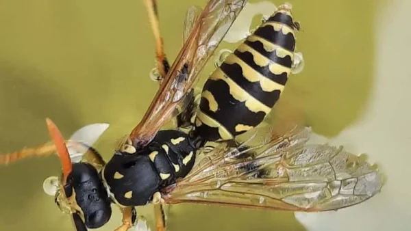 Get Rid of Wasps