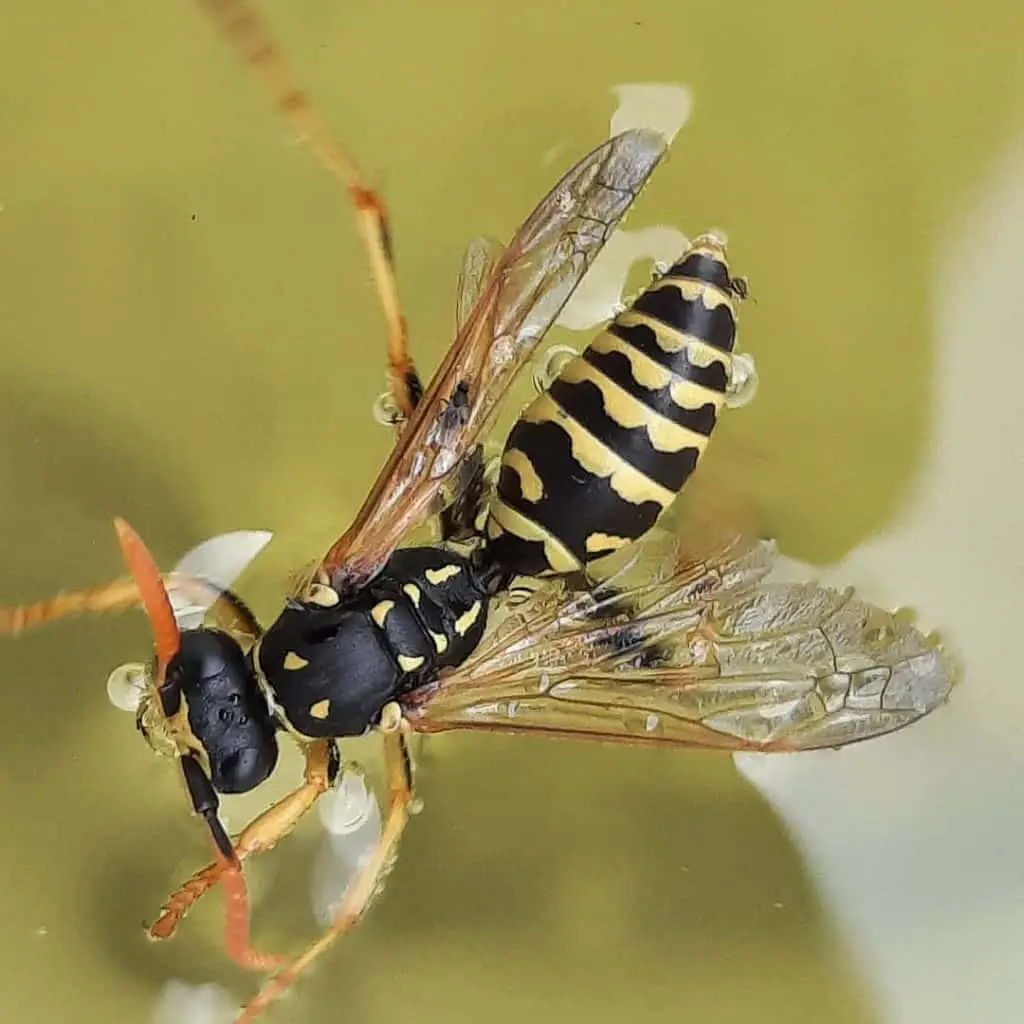 Get Rid of Wasps