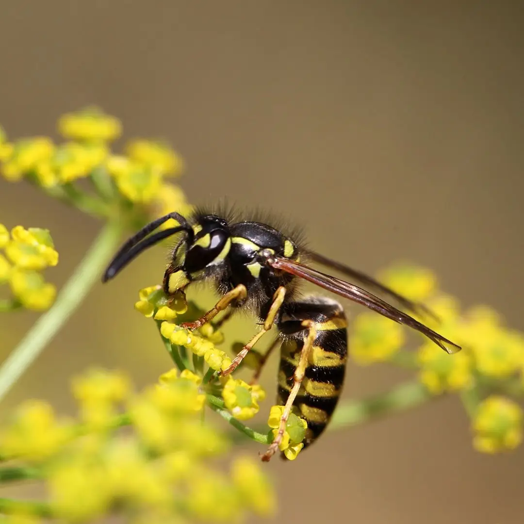 Wasp removal in Barrie, Innisfil, Collingwood, Orillia, Bradford, Newmarket or King City