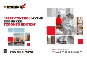 Pest Control Myths Debunked: Toronto Edition