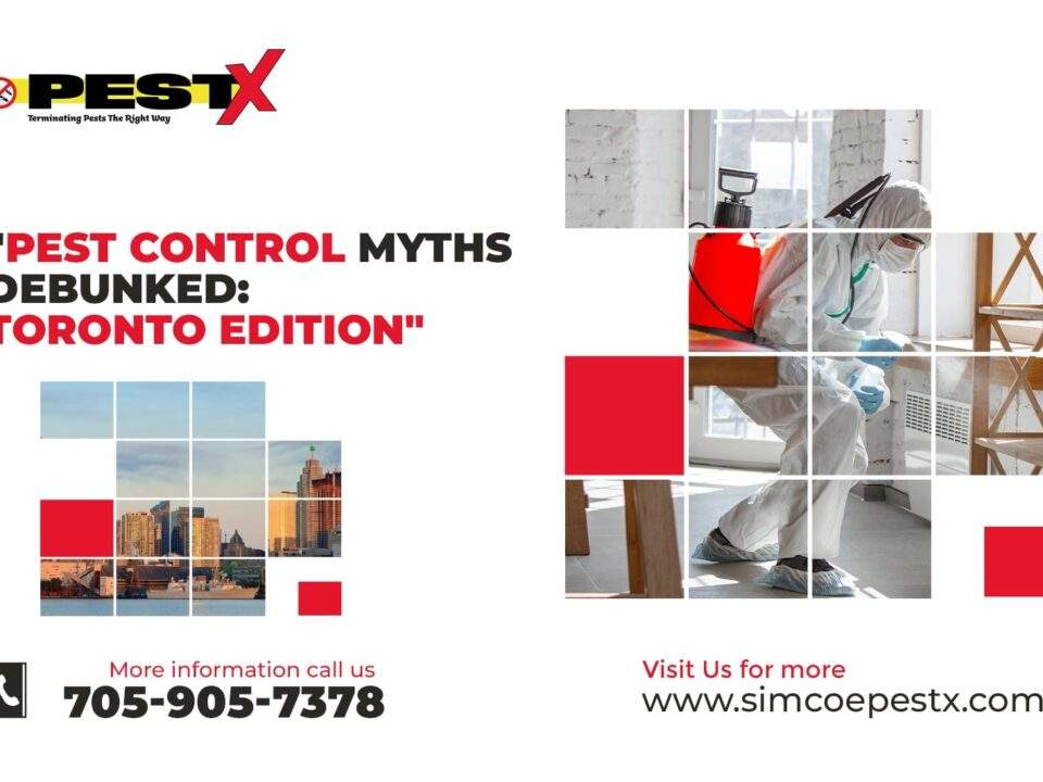 Pest Control Myths Debunked: Toronto Edition