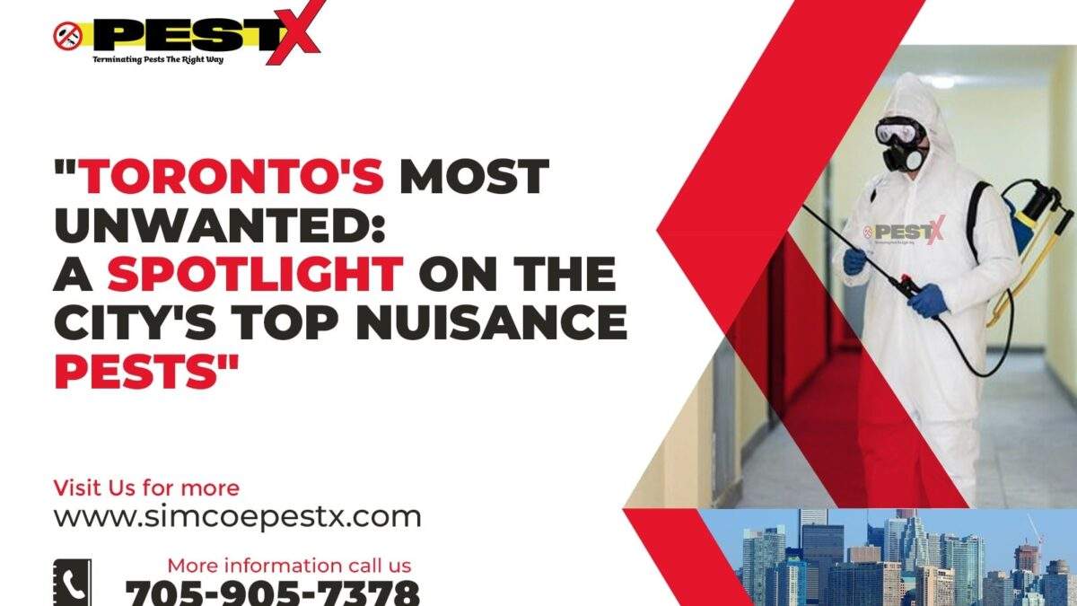 Toronto's Most Unwanted: A Spotlight on the City's Top Nuisance Pests