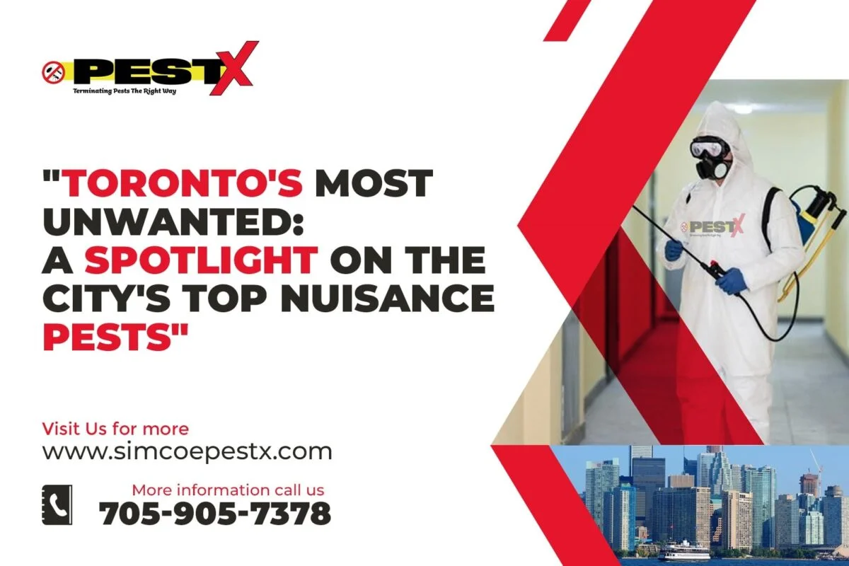 Toronto’s Most Unwanted: A Spotlight on the City’s Top Nuisance Pests