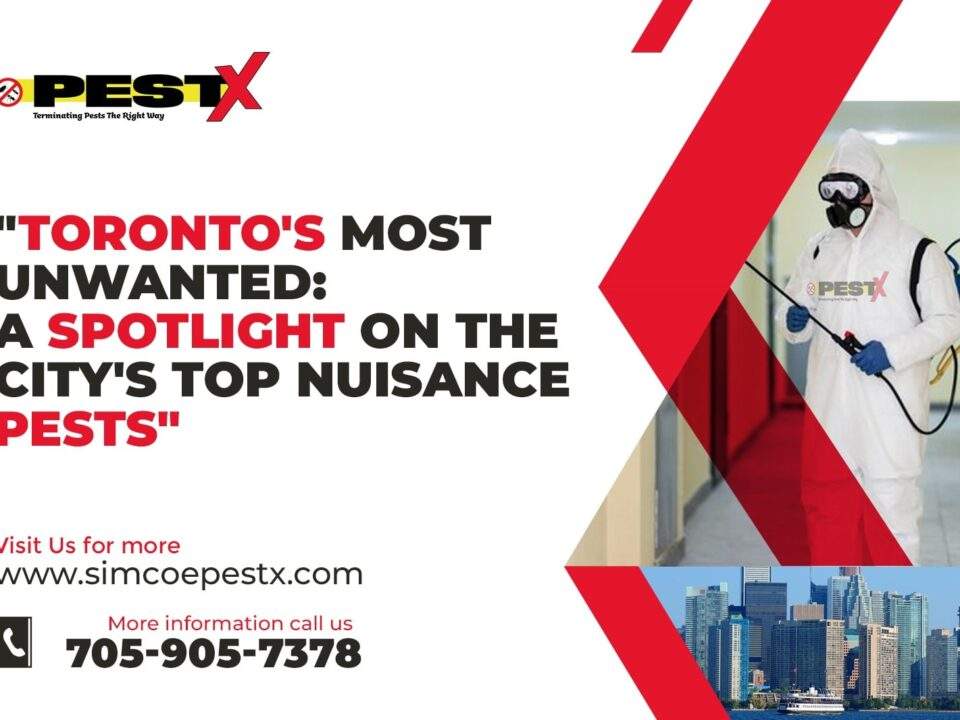 Toronto's Most Unwanted: A Spotlight on the City's Top Nuisance Pests