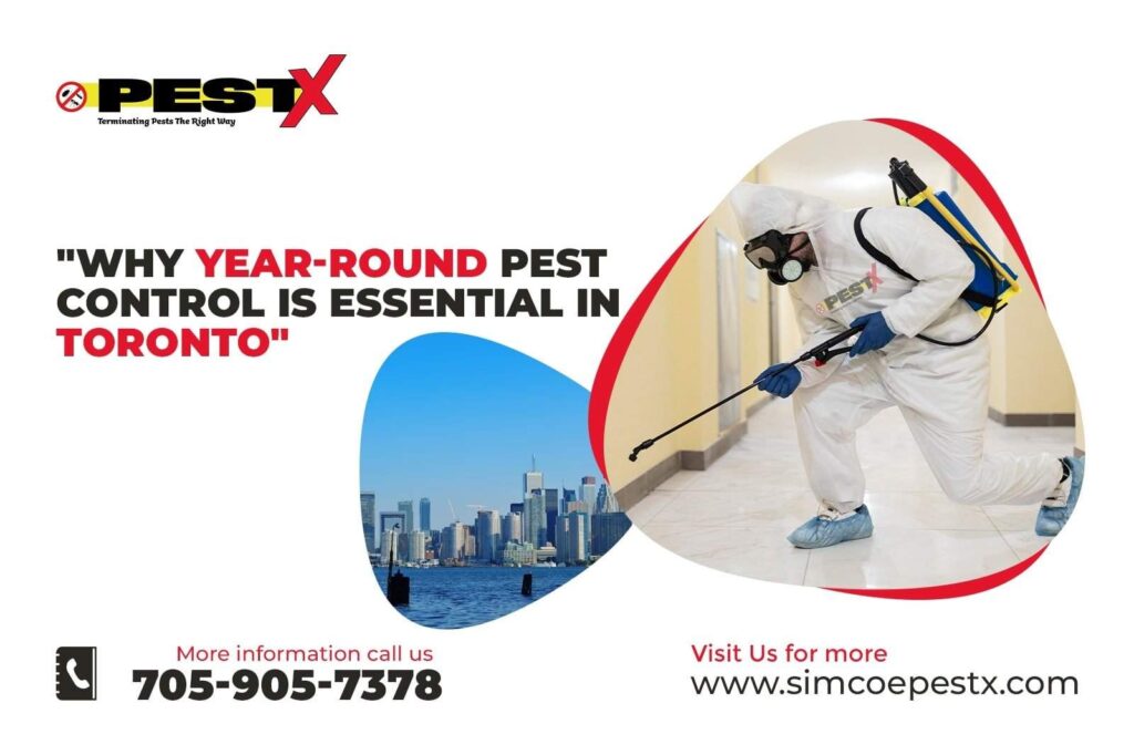 Why Year-Round Pest Control is Essential in Toronto