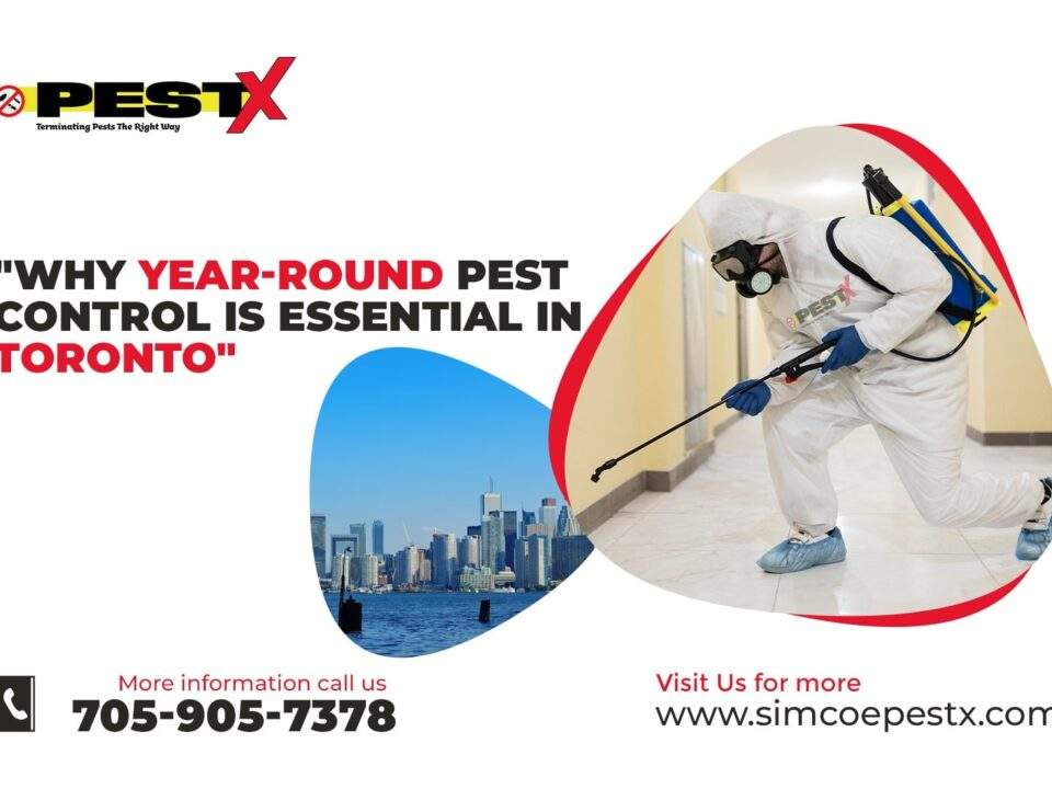 Why Year-Round Pest Control is Essential in Toronto