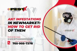 Ant Infestations in Newmarket