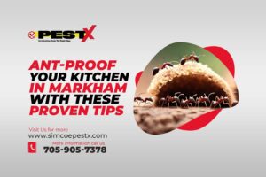 Ant-Proof Your Kitchen in Markham