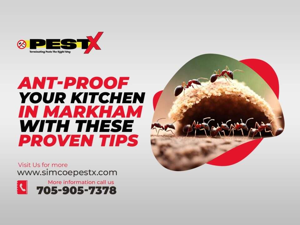 Ant-Proof Your Kitchen in Markham