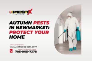 Autumn Pests in Newmarket