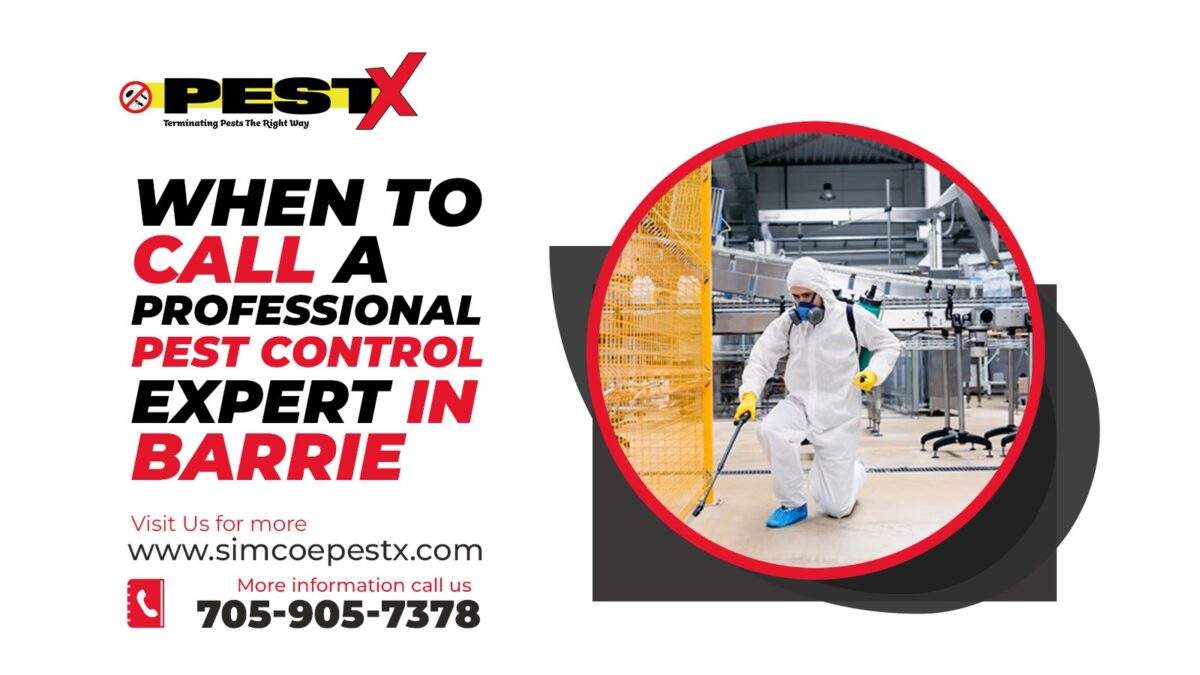 Call a Professional Pest Control Expert in Barrie