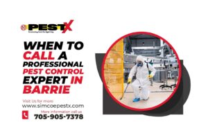 Call a Professional Pest Control Expert in Barrie