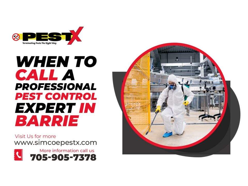 Call a Professional Pest Control Expert in Barrie