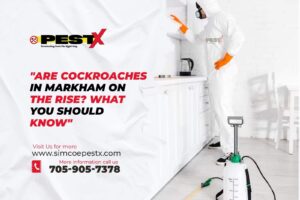 Cockroaches in Markham