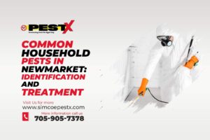Common Household Pests in Newmarket