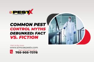 Common Pest Control Myths Debunked