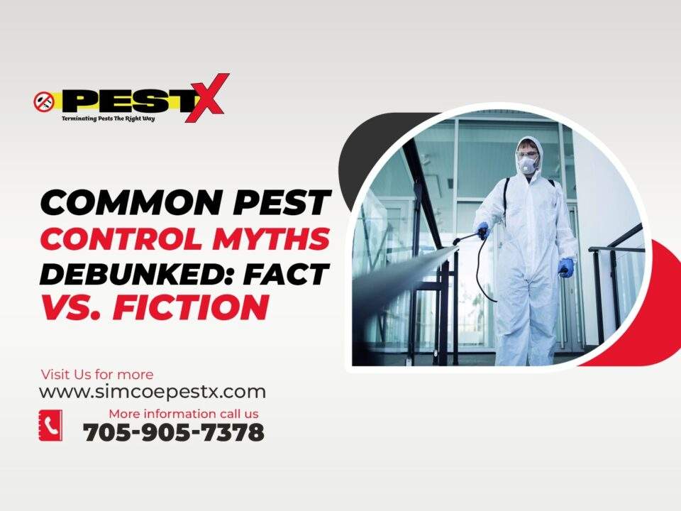 Common Pest Control Myths Debunked