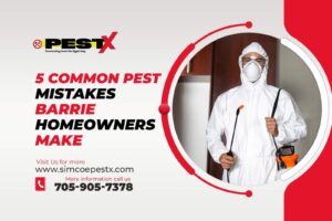 Common Pest Mistakes Barrie Homeowners