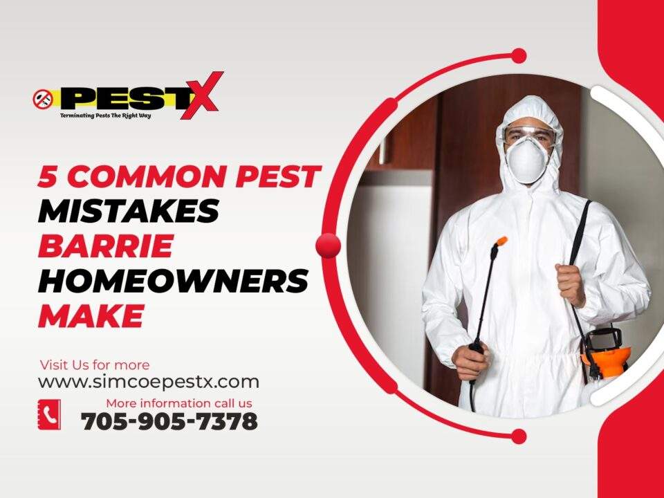 Common Pest Mistakes Barrie Homeowners