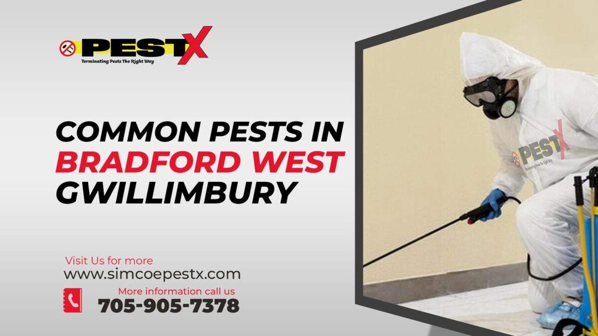 Common Pests in Bradford West Gwillimbury