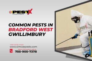 Common Pests in Bradford West Gwillimbury