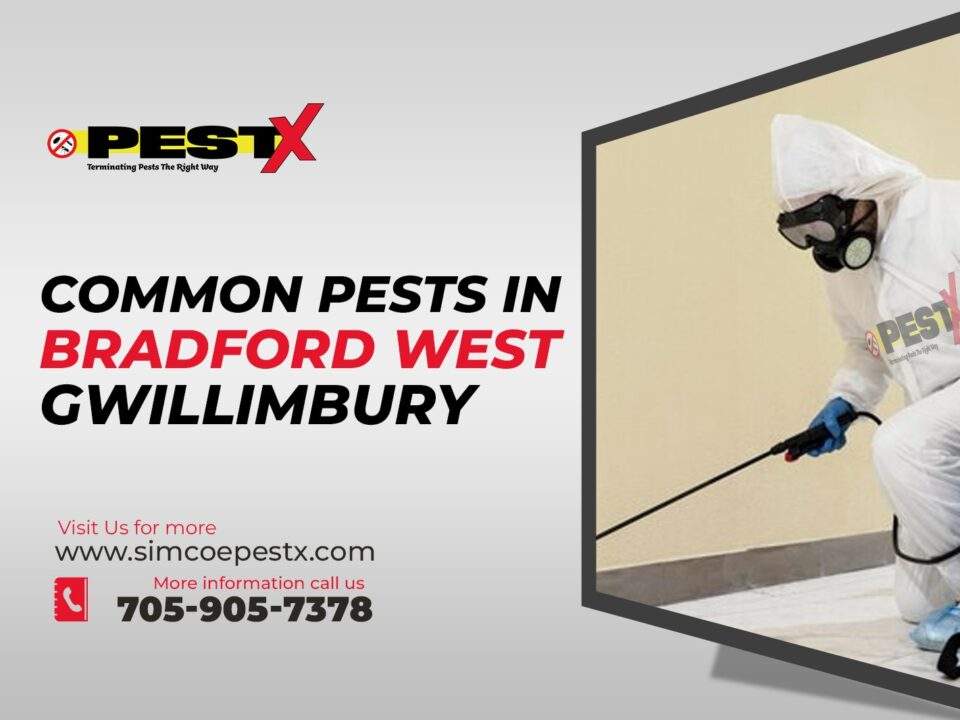 Common Pests in Bradford West Gwillimbury