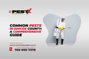 Common Pests in Simcoe County