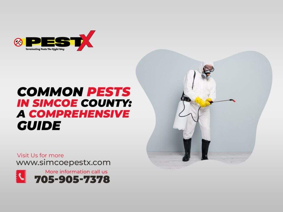 Common Pests in Simcoe County