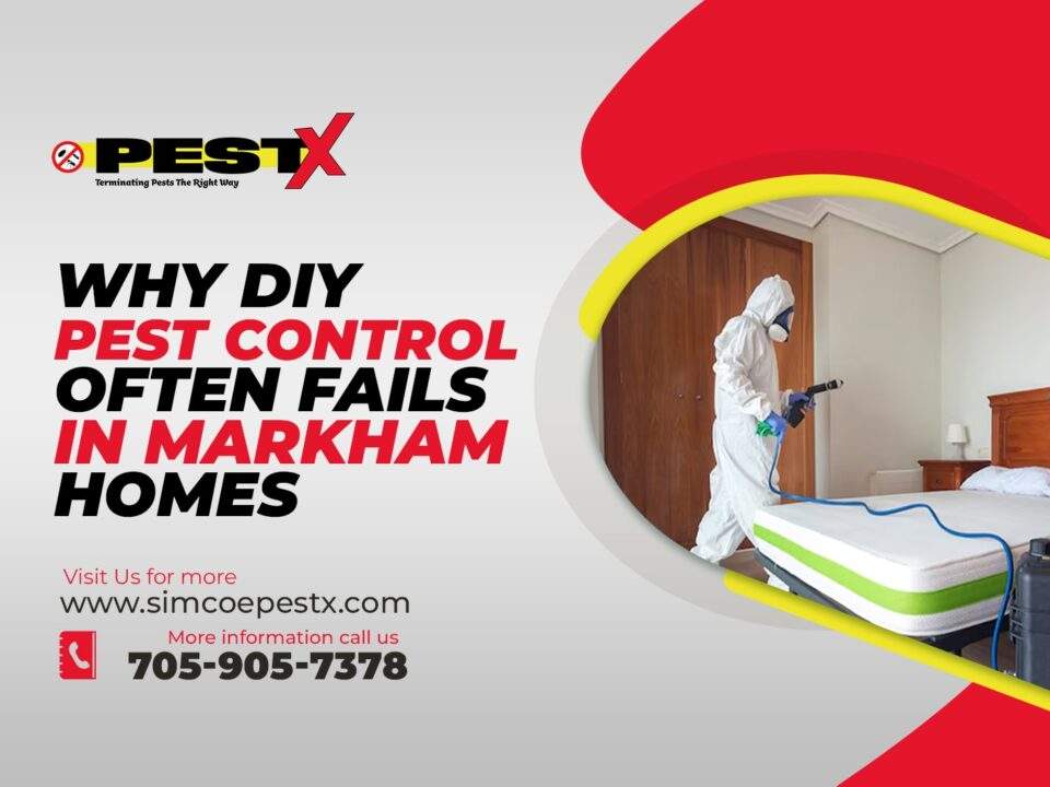 DIY Pest Control Often Fails