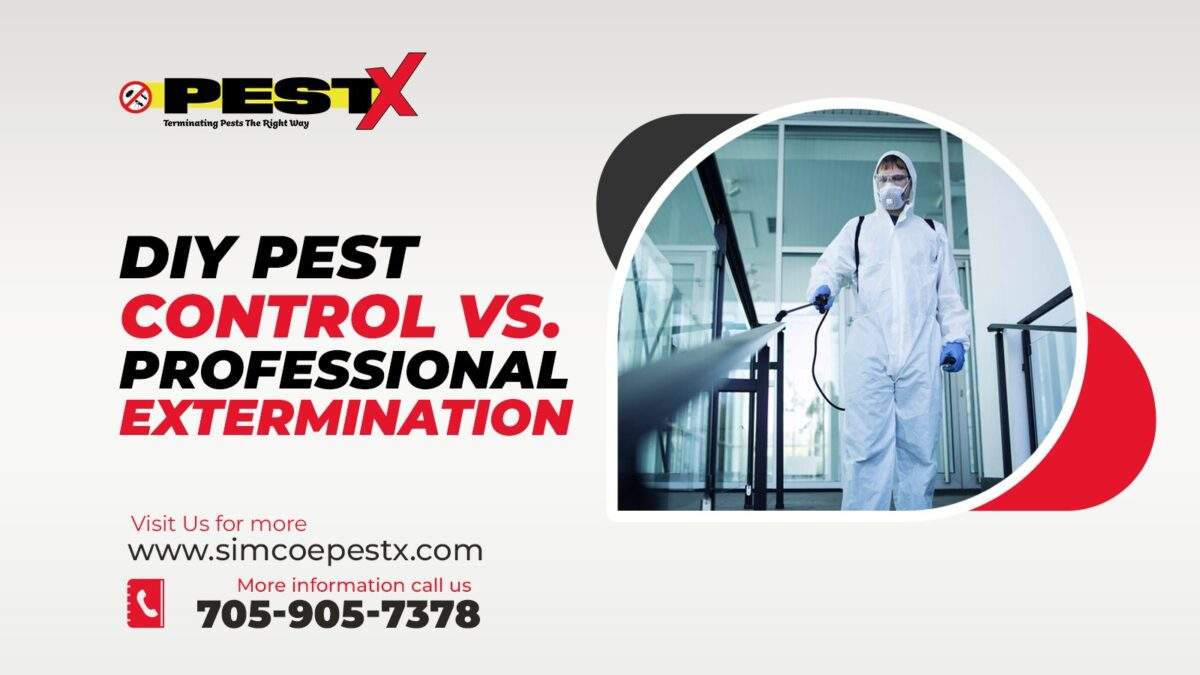 DIY Pest Control vs. Professional Extermination