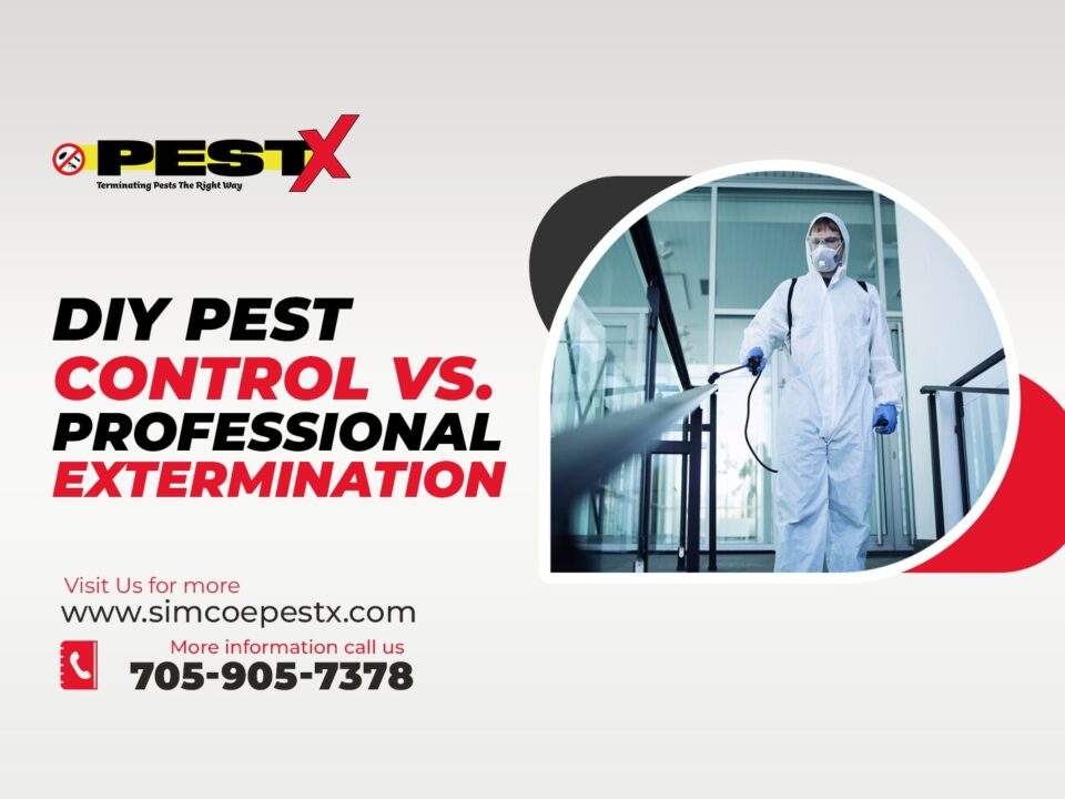 DIY Pest Control vs. Professional Extermination