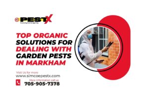 Garden Pests in Markham