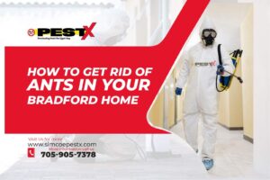 Get Rid of Ants in Your Bradford Home
