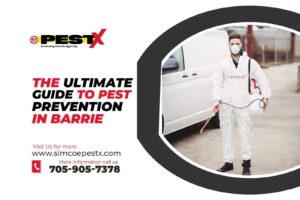Guide to Pest Prevention in Barrie