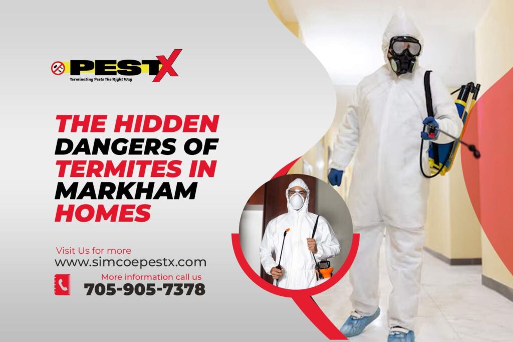 Current image: Hidden Dangers of Termites