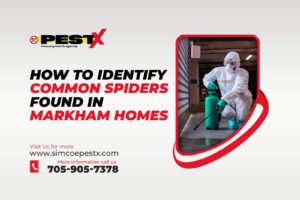 Identify Common Spiders Found