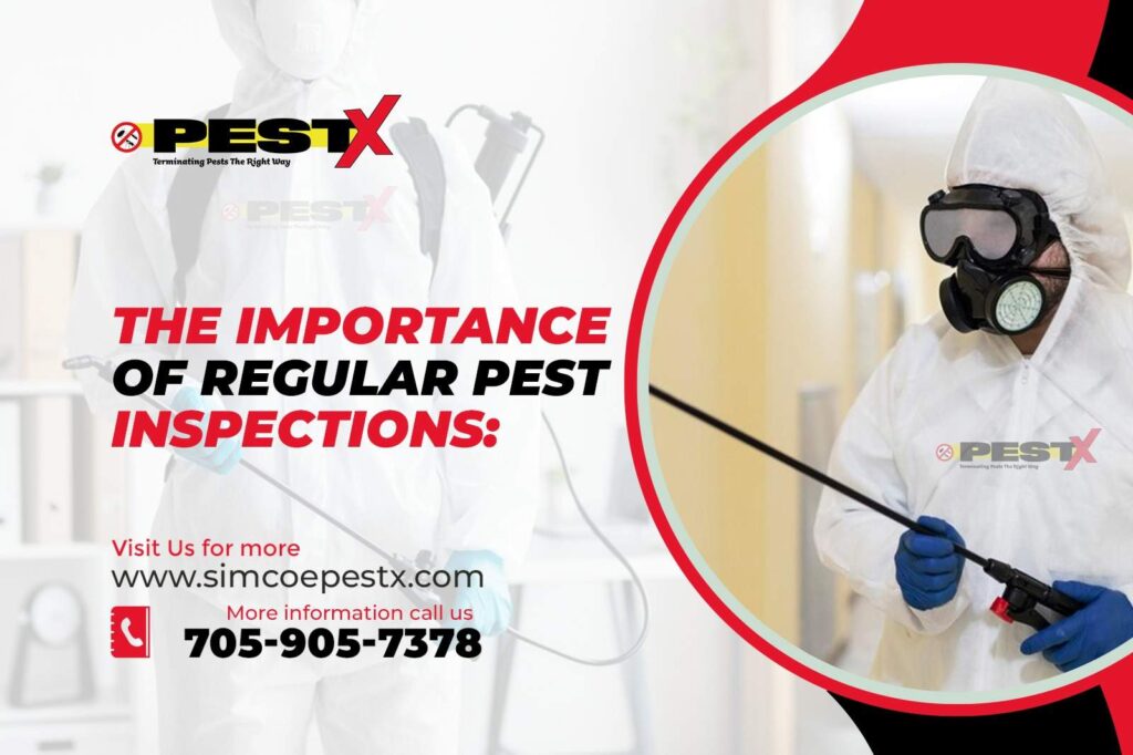 Current image: Importance of Regular Pest Inspections