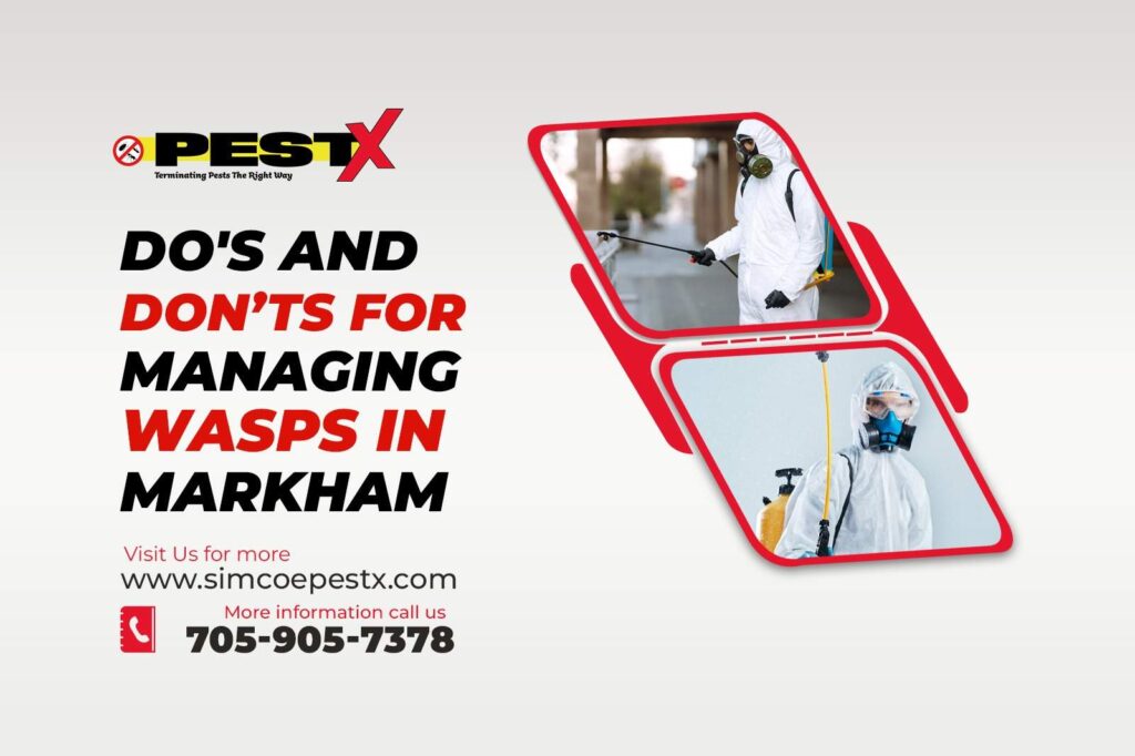 Current image: Managing Wasps in Markham