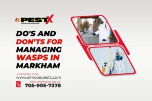 Managing Wasps in Markham